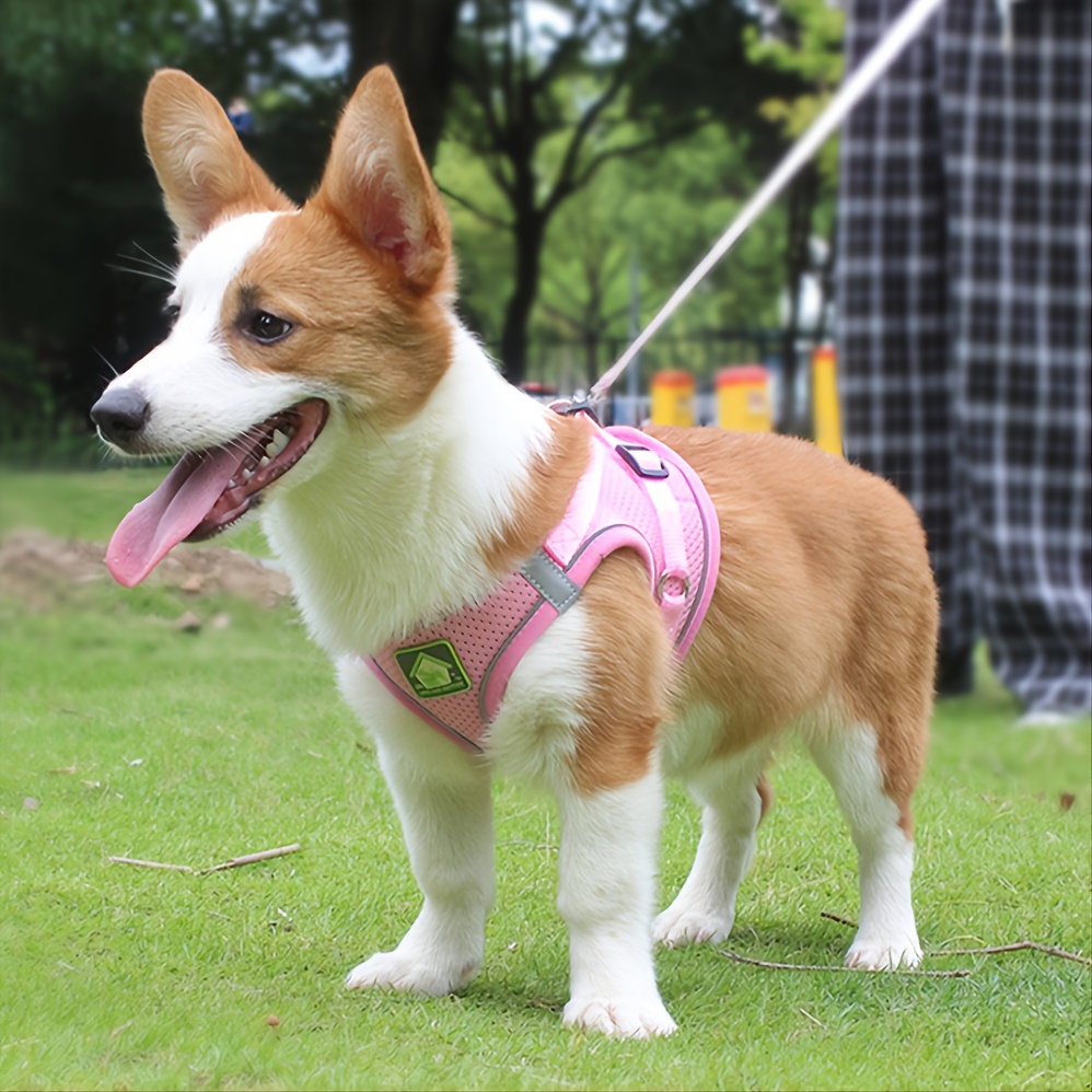 Set di pettorina e guinzaglio  - No Pull Dog Harness recensione e prezzo