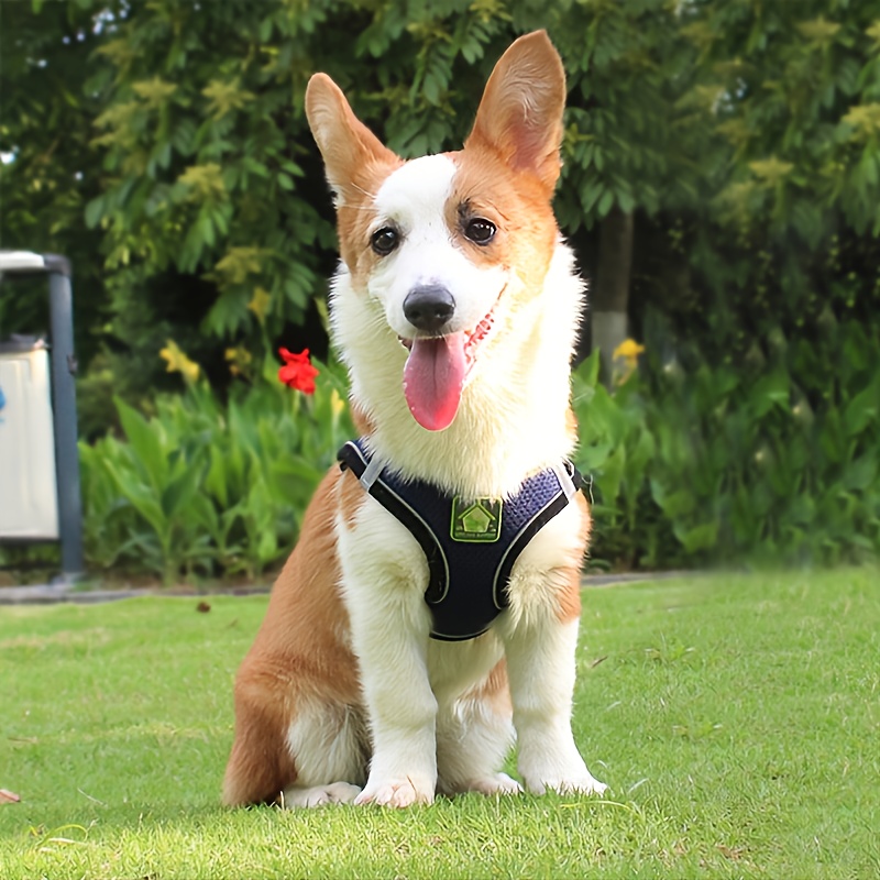 Set di pettorina e guinzaglio  - No Pull Dog Harness recensione e prezzo